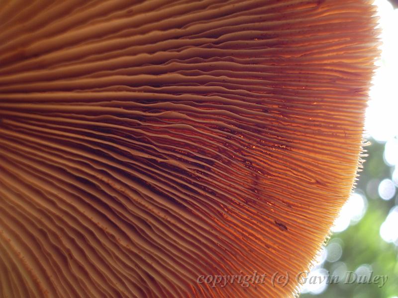 Mushroom, City Botanical Gardens, Brisbane IMGP1067.JPG